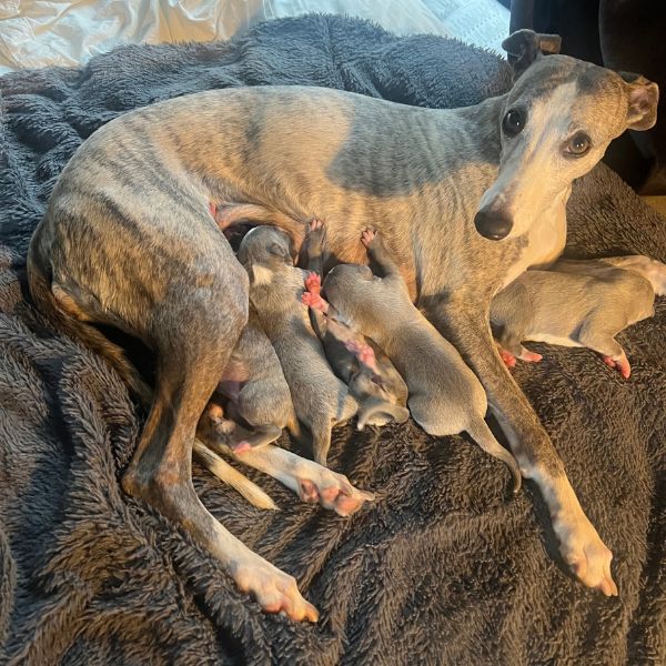 Whippet puppy litter Bo and Banjo babies by Arrowswift Whippets