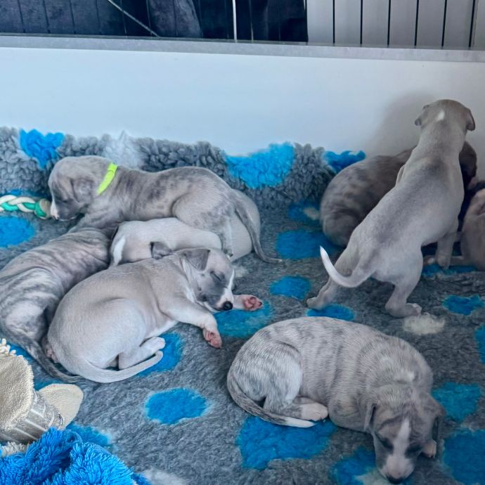3.5 week old whippet puppies in Melbourne - registered pedigree with papers