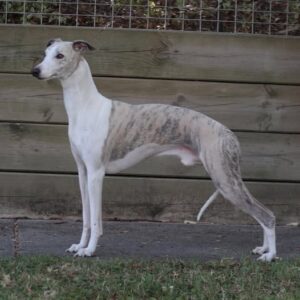 Archie, Doddridge Another Jigilo at Collooney (Imp UK)