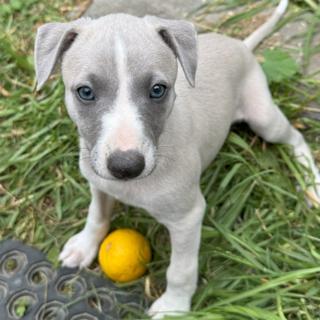 Indy as a little puppy