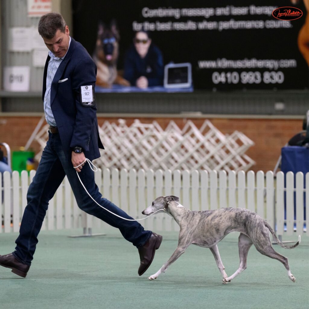 Ingwe All for Love - Best Neuter in Show, Neuter Champion
