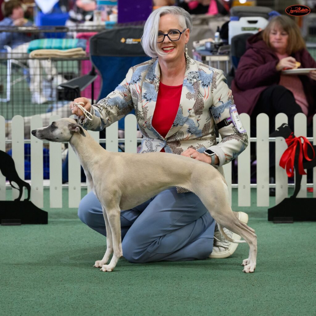 Indy in the show ring - 2nd place in puppy class Victorian Whippet Specialty Show 2025