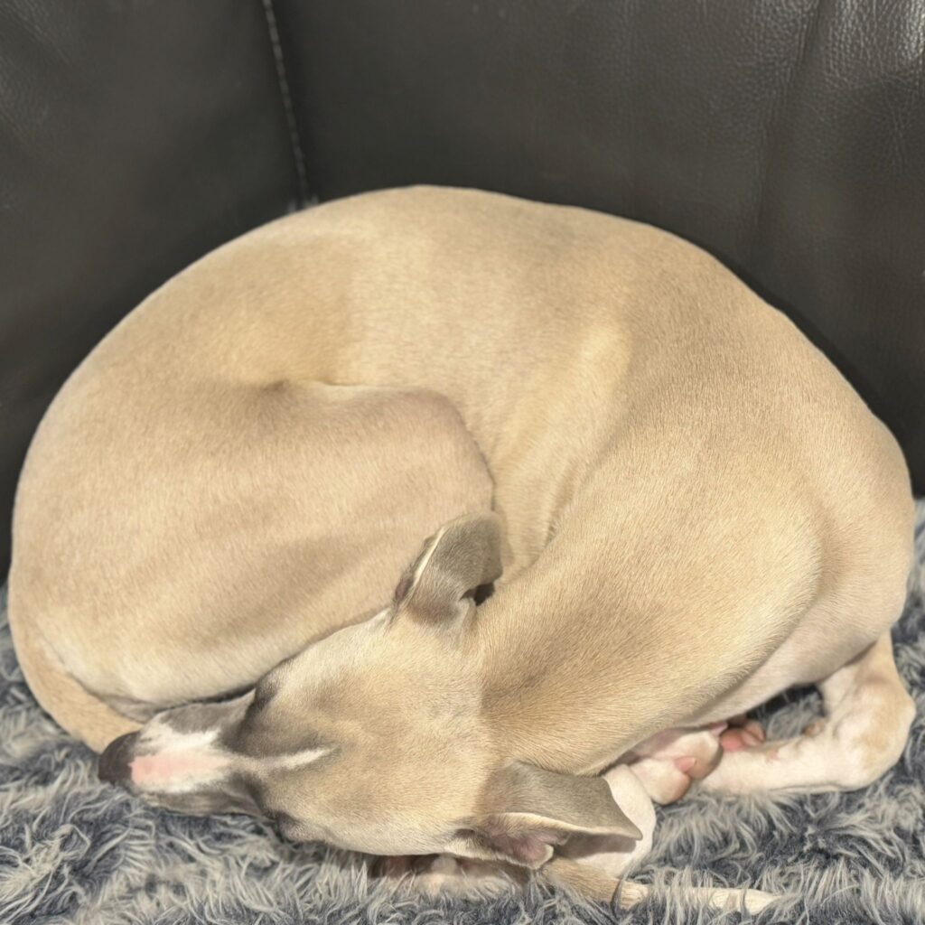Whippet as croissant