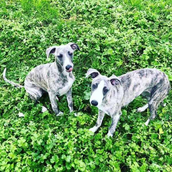 whippet breeders melbourne